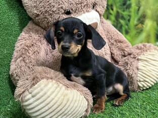 Crossbreed Chiweenie x Cavalier King Charles Spaniel male Puppy for sale 000920627